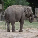 Asian Elephant