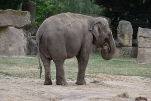 Ceylon-olifant
