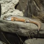Two-coloured Skink