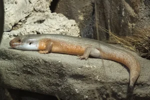 Two-coloured Skink
