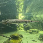 Spotted Gar
