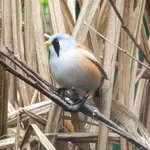 Bearded Reedling