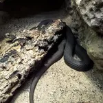 Eastern Montpellier Snake