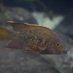 Ptychochromis grandidieri Sauvage, 1882
