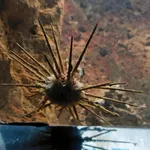 Lanzenseeigel