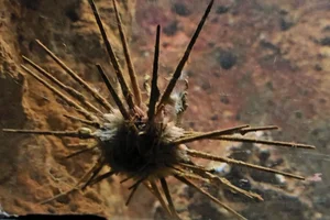 Lanzenseeigel