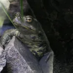 Japanese Stream Toad