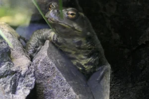 Japanese stream toad