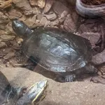 Black Marsh Turtle
