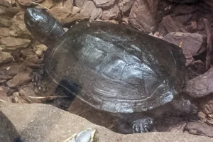 Zwarte dikkopschildpad
