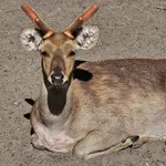 Barasingha