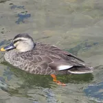 Eastern Spot-billed Duck