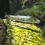 Danube Salmon