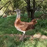 Great Bustard