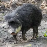 White-lipped Peccary