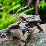 Titicaca Water Frog