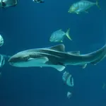 Zebra shark