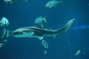 Zebrahai
