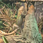 Lesser Antillean Iguana