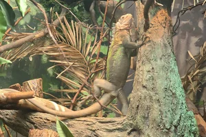 Antillenleguaan