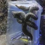 Spiny Starfish
