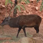 Barbary deer