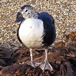 Comb Duck