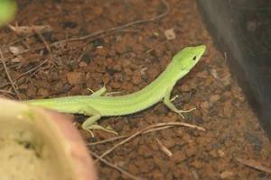 Miyako Grass Lizard