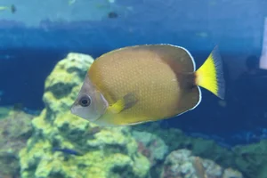 Japanese Butterflyfish
