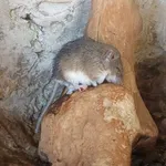 Crete Spiny Mouse