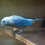 Blue Saki