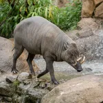 Sulawesi Babirusa