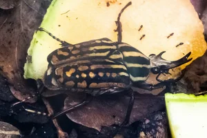 Mecynorhina savagei