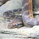 Rough-scaled Python