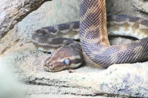 Rough-scaled Python