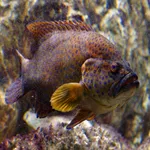 Coral Hind