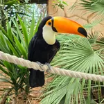 Toco Toucan