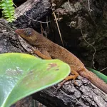 Dominica Anole
