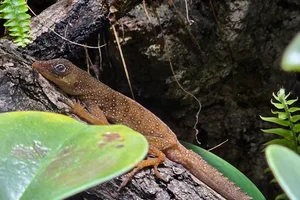 Dominican Anole