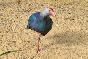 Purperkoet