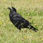 Rook