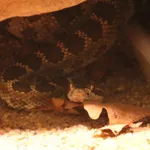 abyssus