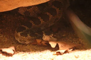 abyssus