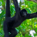 Black Spider Monkey