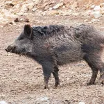 Anatolian Boar