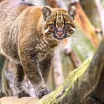 Asian Golden Cat