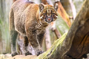 Aziatische goudkat