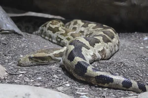 Tijgerpython