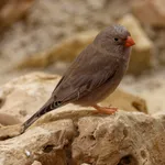 Trumpeter Finch