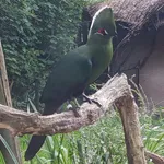 Black-billed Turaco